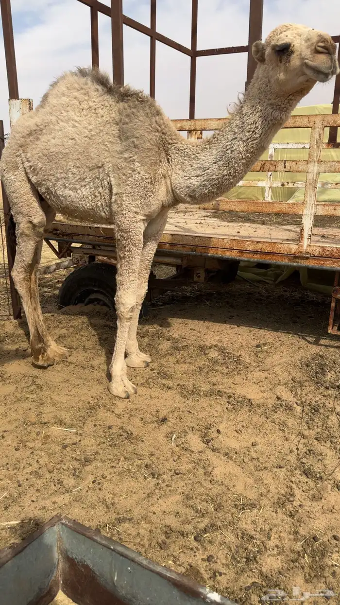 للبيع الحاشي اللباني الطيب 0