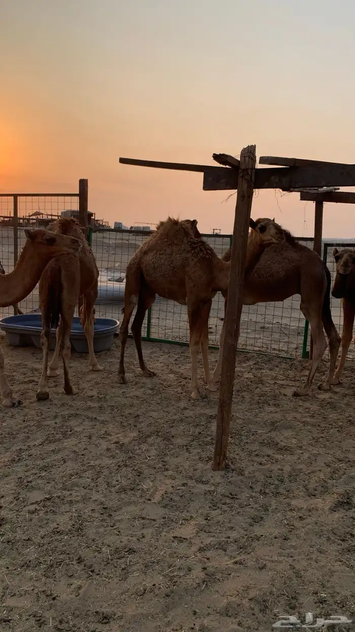 قعدان بلدي 2