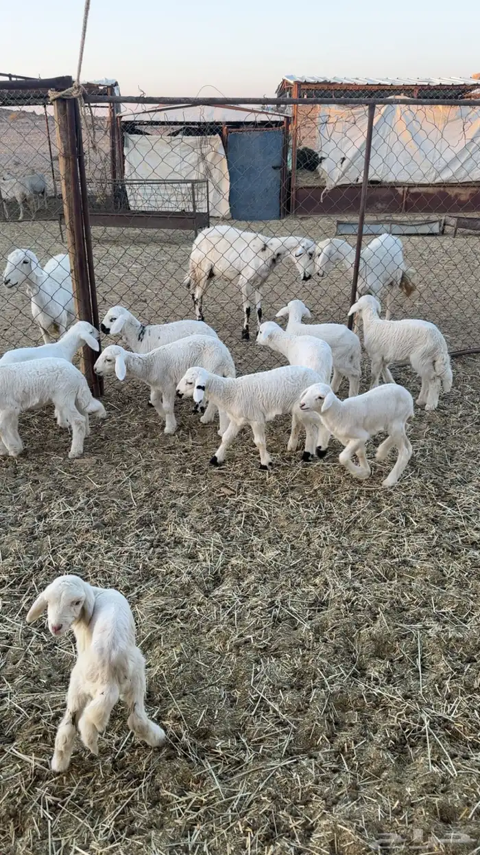 اعرض لكم حلالي ضان شهران متابيع كفوو مراح واحد واسنان 10