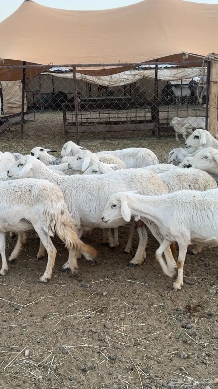 اعرض لكم حلالي ضان شهران متابيع كفوو مراح واحد واسنان 1