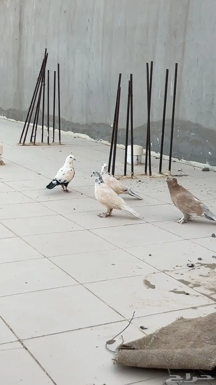 حمام للبيع 0