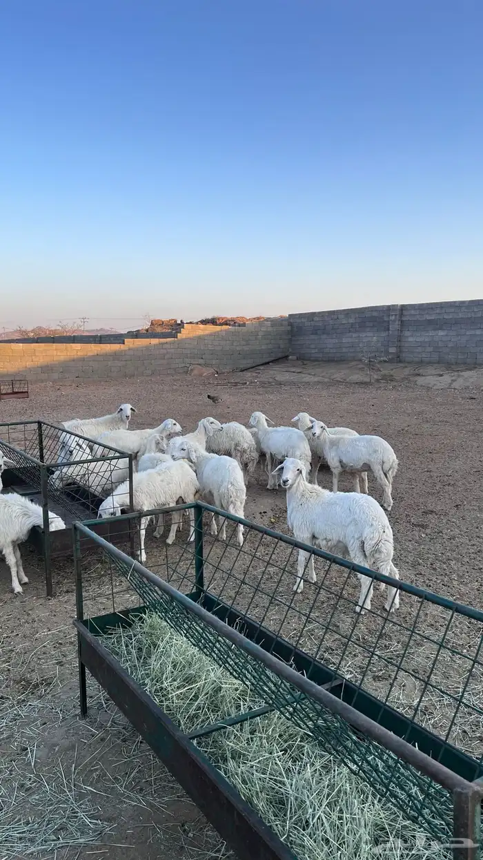 بهم خرفان ورخال كفو 7