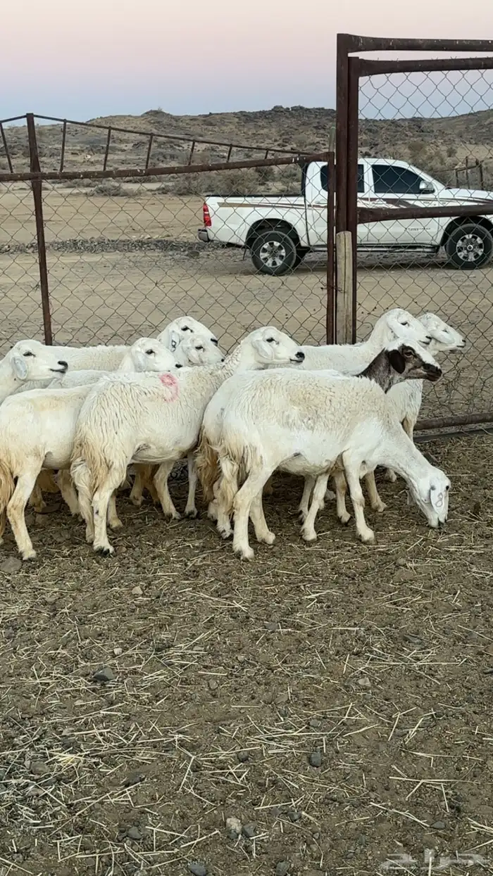 اعرض لكم حلالي ضان دفع دفاع بين مراح واحد ونضاف ومشروطه 10