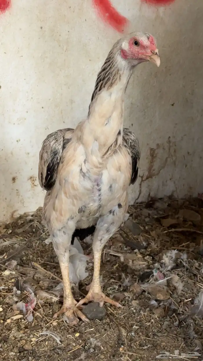 دجاج باكستاني شمو يباني و سندي 16