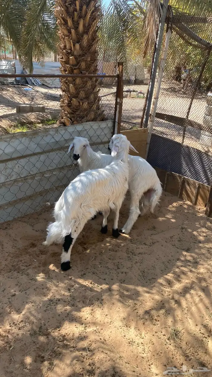 خروفين صفر . 1