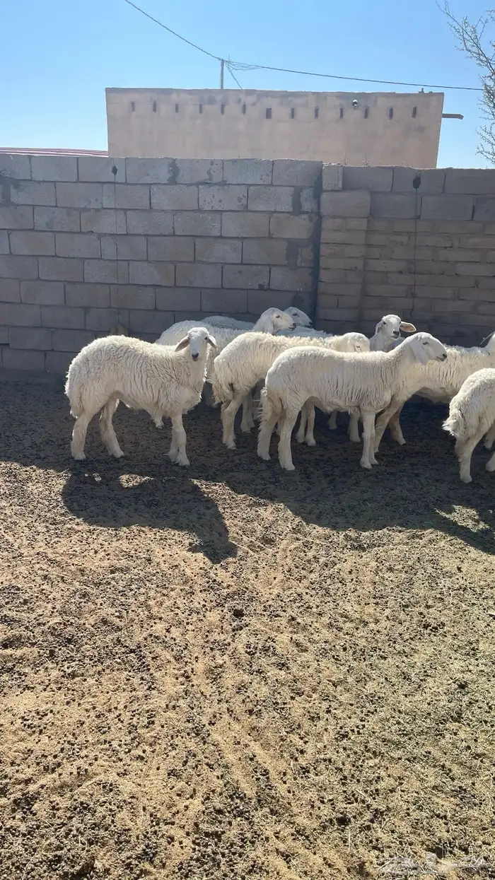 رخال للبيع 0