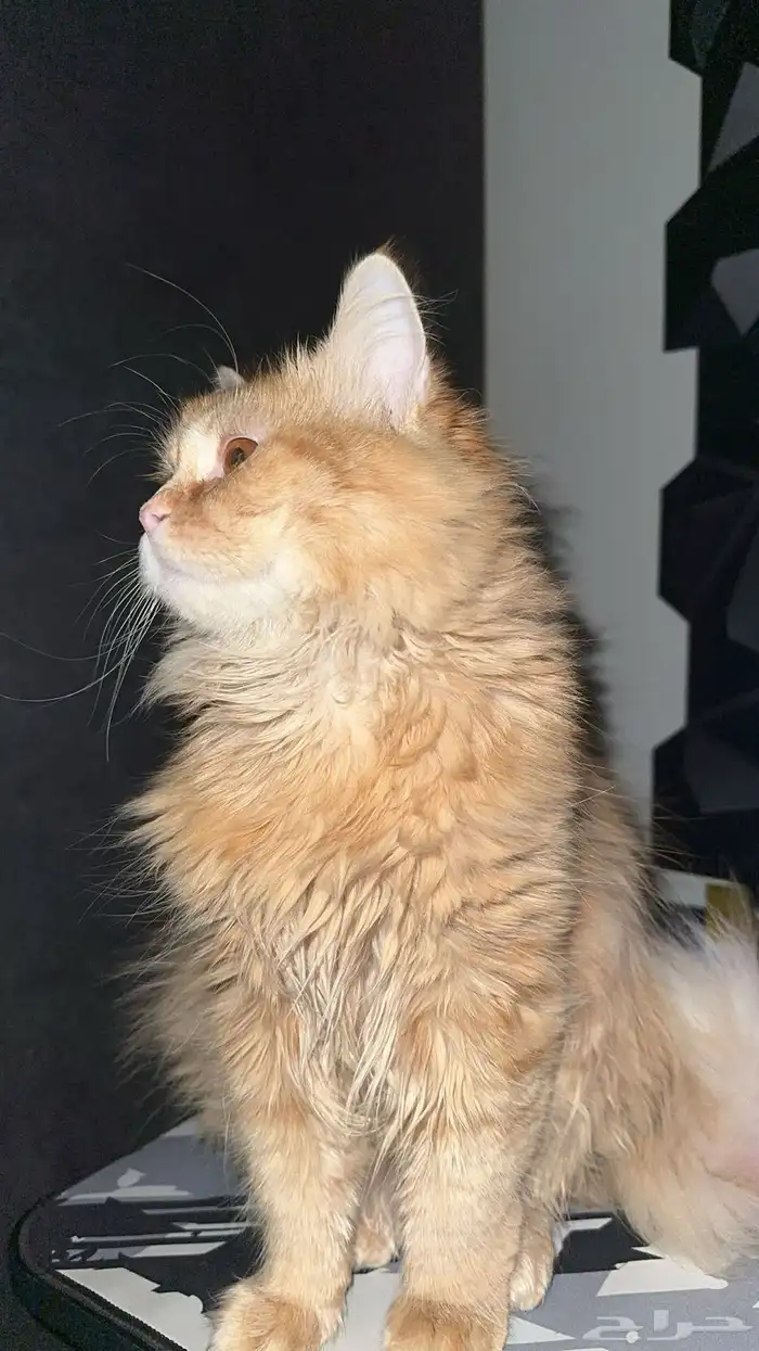 قط ذكر للتزواج 0