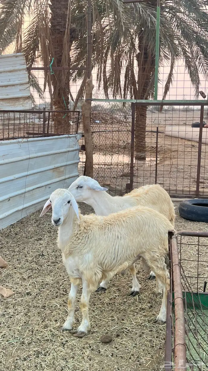 طليان حريه 4