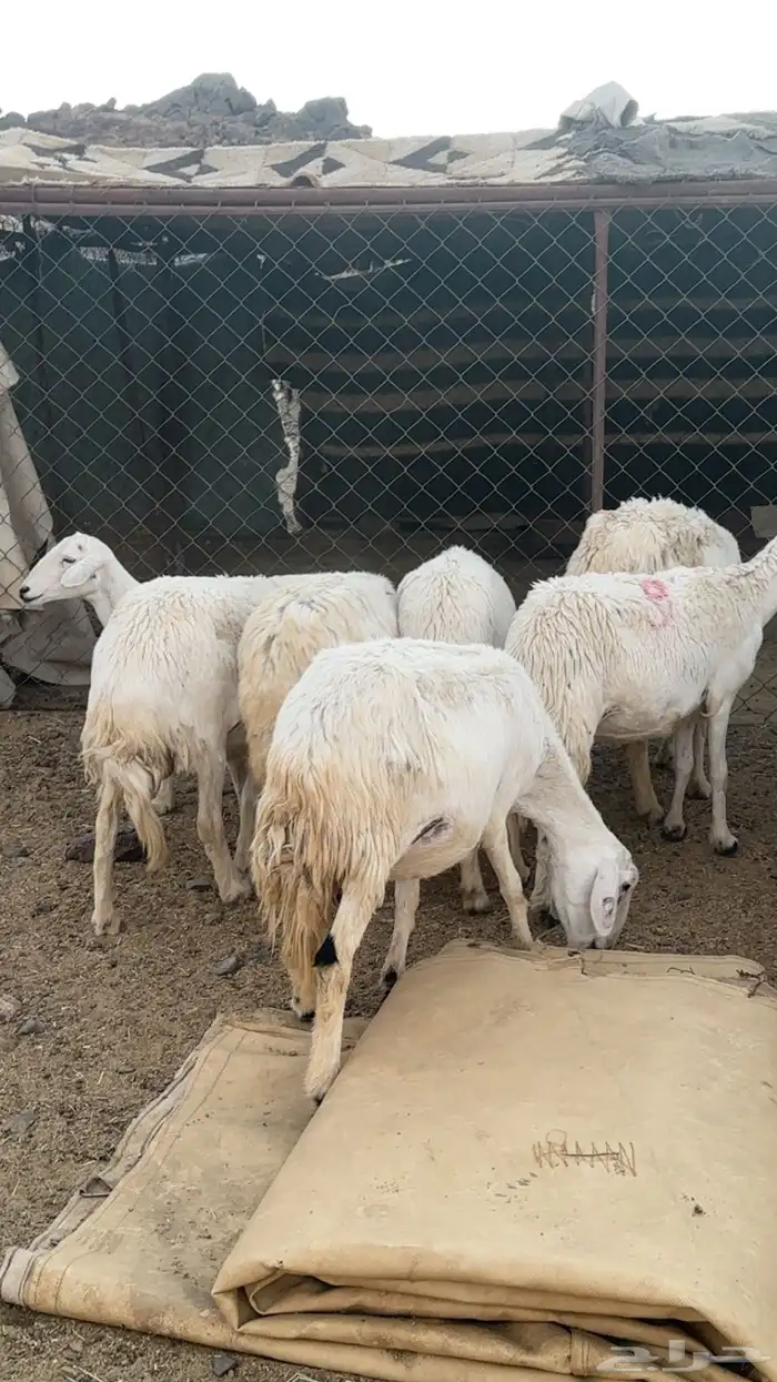 اعرض لكم حلالي ضان دفع دفاع بين مراح واحد ونضاف ومشروطه 9