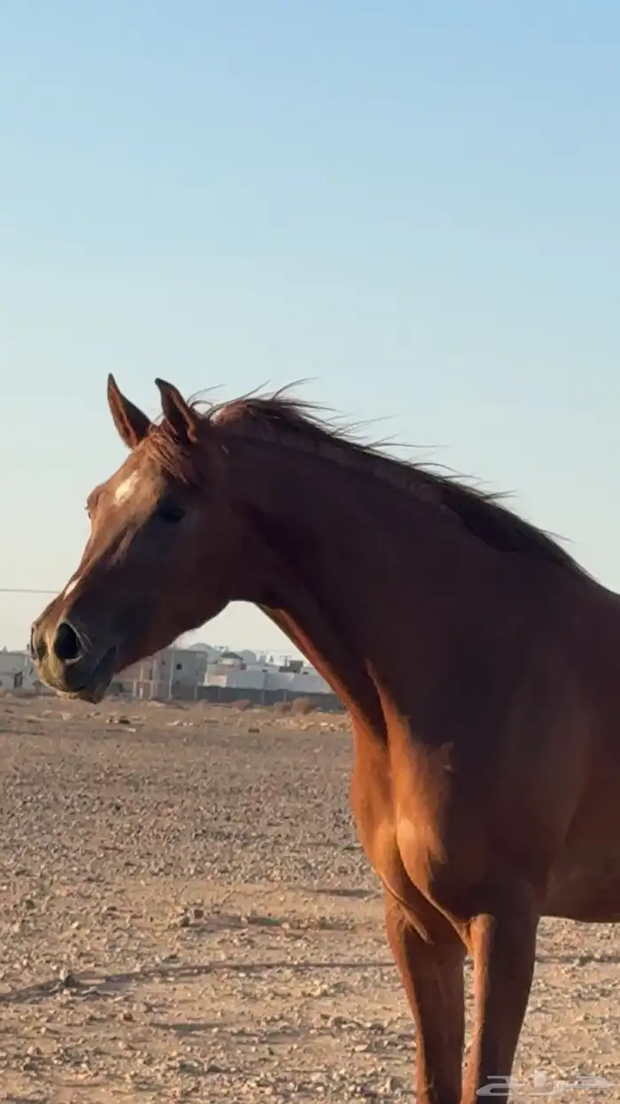 فرس واهو شيخه 1