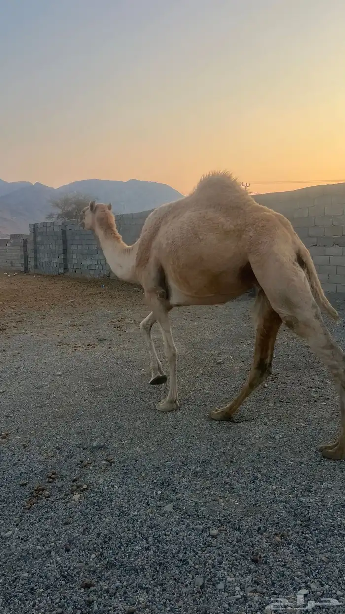 بكره كفو ع ضراب 0