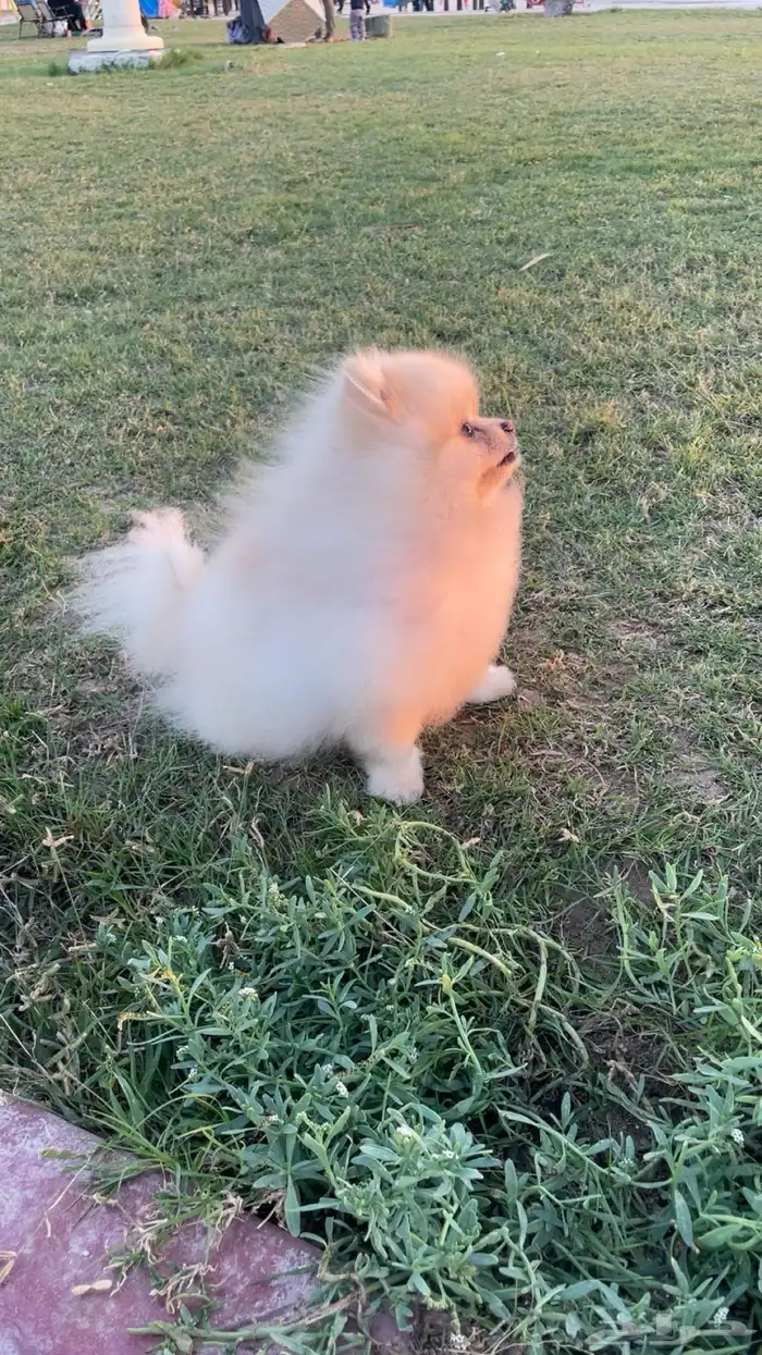 ذكر مستوا بطل بومرينيان 3