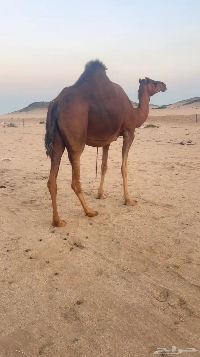 القح في 11 شهر 0