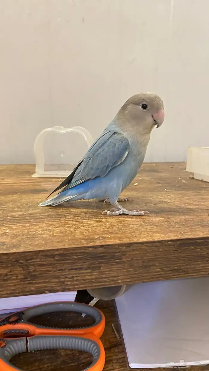 للبيع روز اليف 1