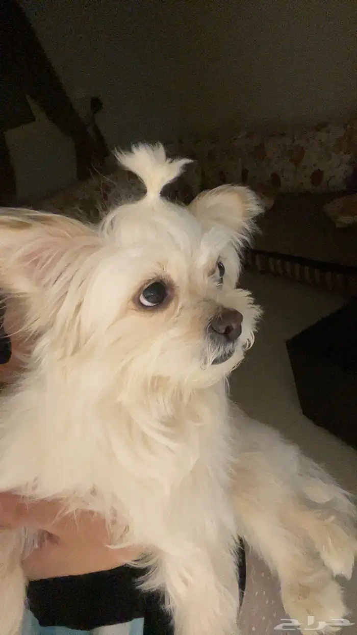 كلبة مالتيز للتبني مع مبلغ رمزي 1