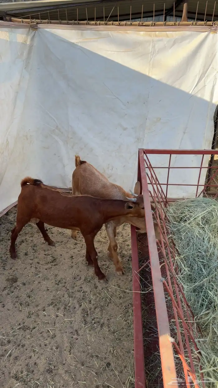 مراح الثمانين لذبايح 5