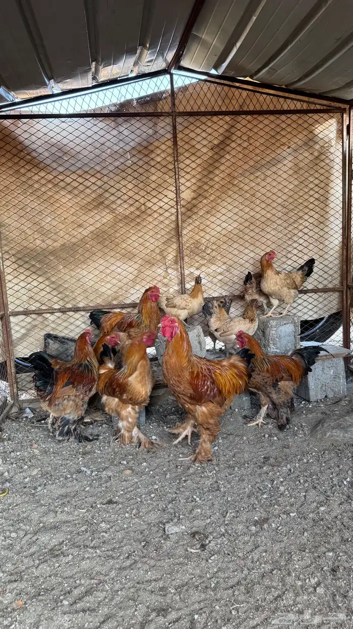 دجاج للبيع 1