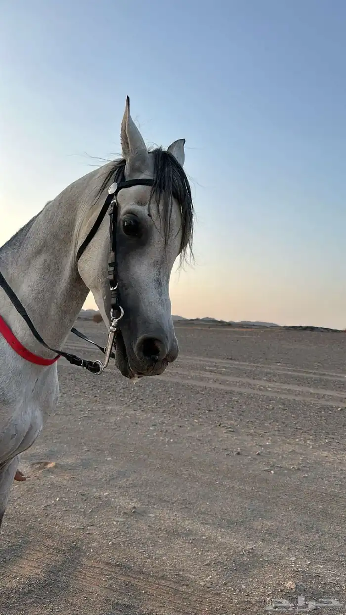 خيل شعبي 3
