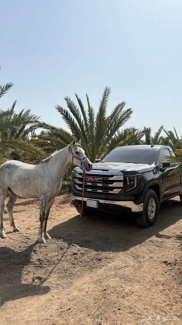 فرس شعبي لقاح 2