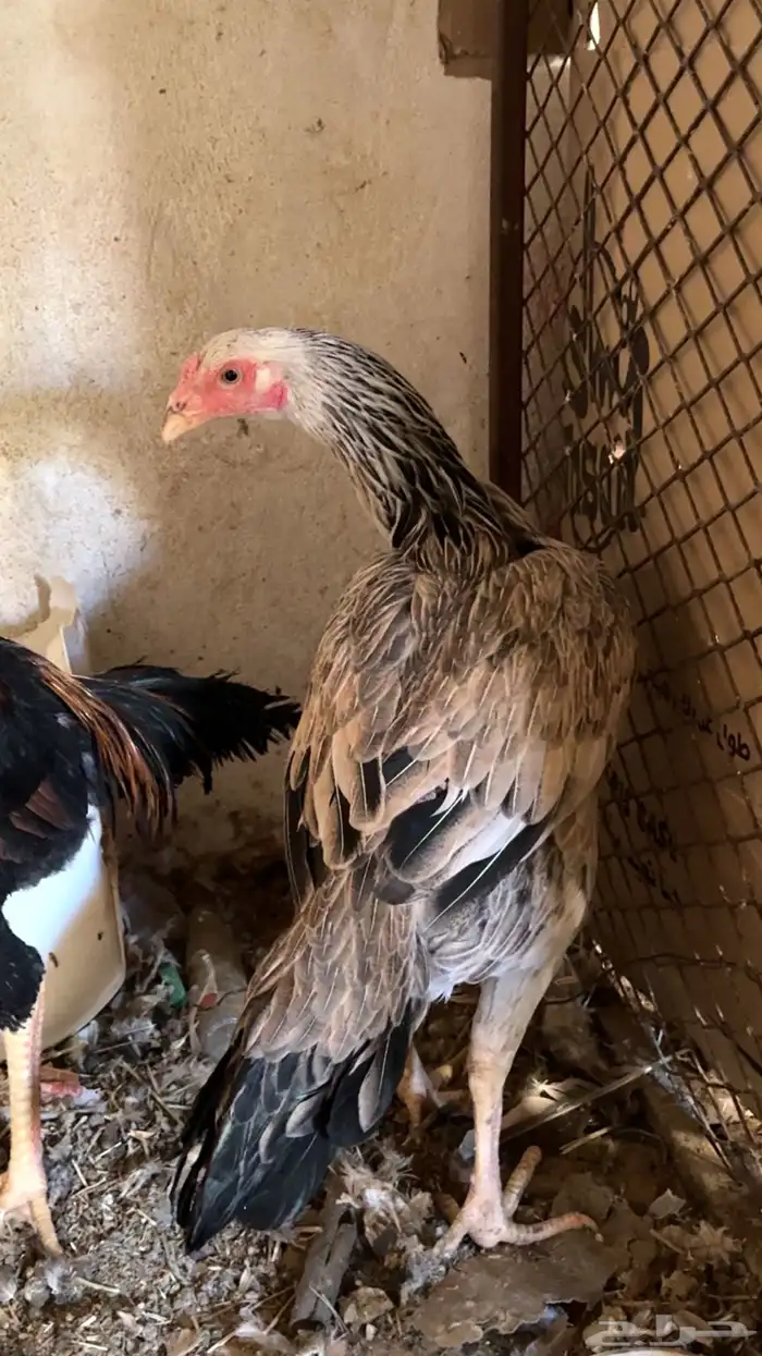 دجاج باكستاني شمو يباني و سندي 24