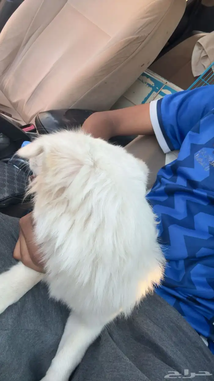 كلب انثى للتبني 0