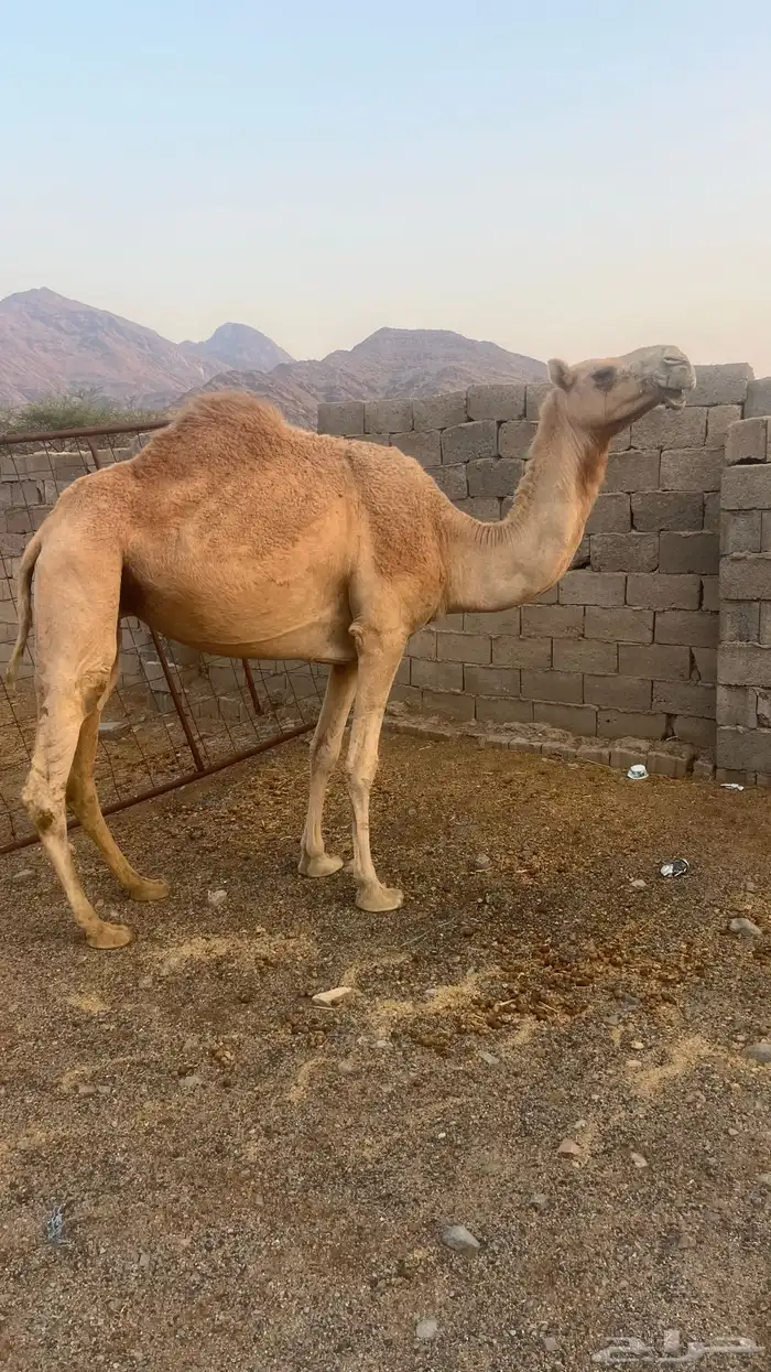 بكره كفو ع ضراب 3