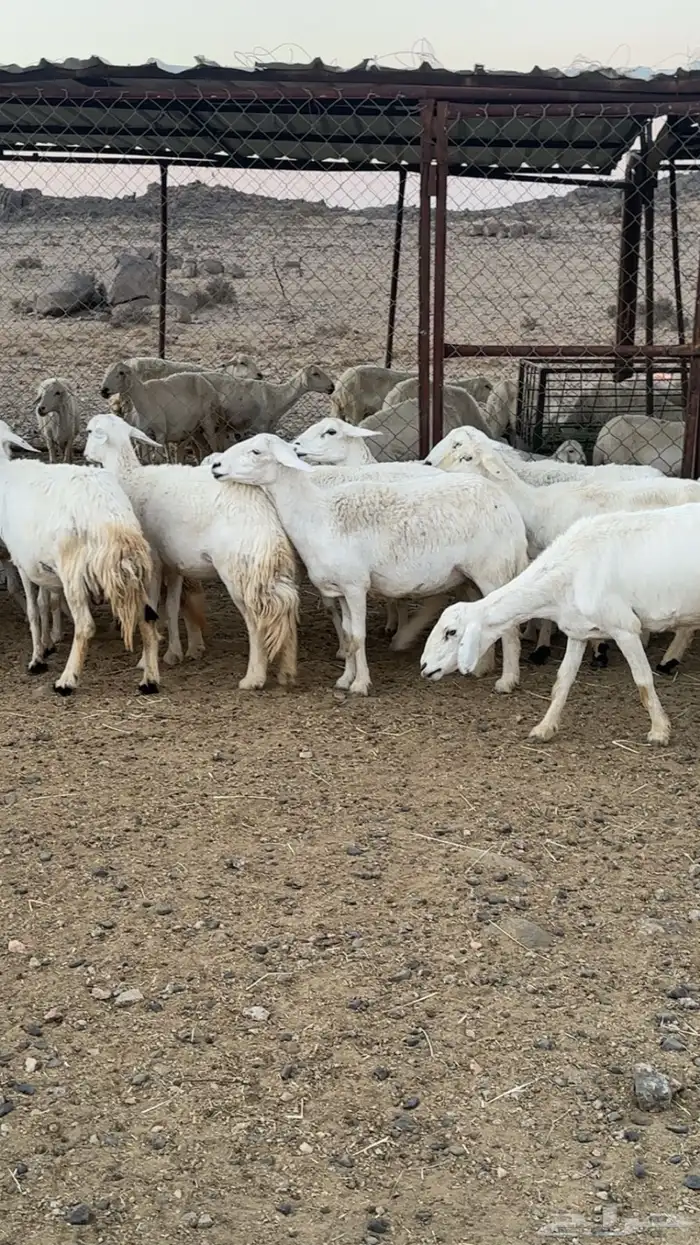 اعرض لكم حلالي ضان دفع دفاع بين مراح واحد ونضاف ومشروطه 7