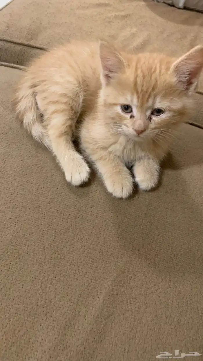 للبيع خمس قطط ام وعيالها 2