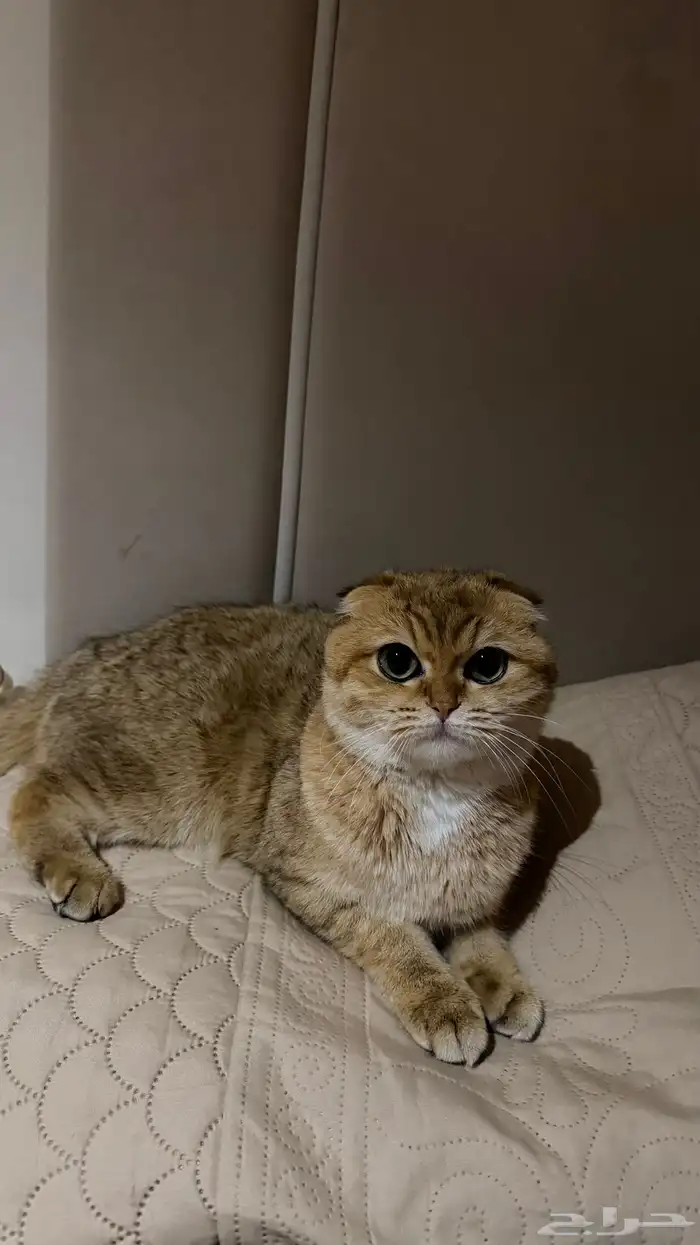 قطه سكوتش 8 شهور 1