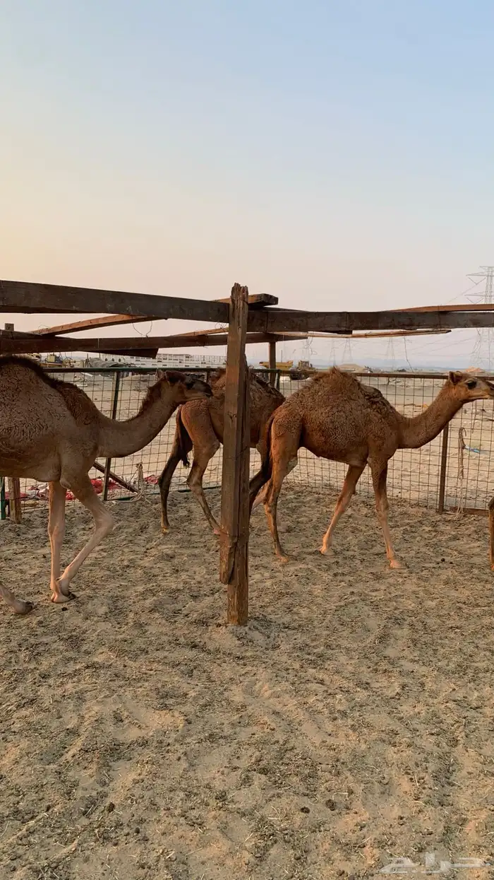 قعدان بلدي 5