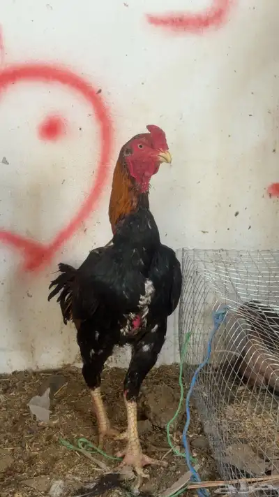 دجاج باكستاني شمو يباني و سندي index