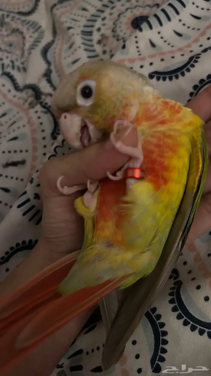 كنيور وروز متعلقين ببعض للبيع 3