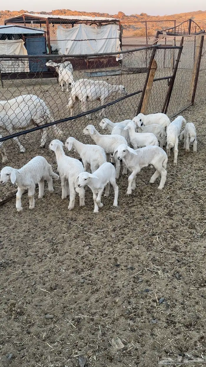 اعرض لكم حلالي ضان شهران متابيع كفوو مراح واحد واسنان 9