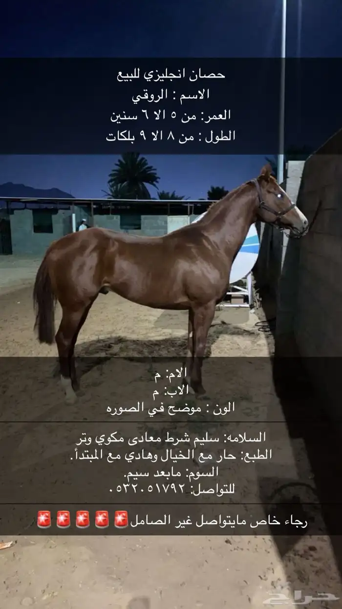 حصان انجليزي 0