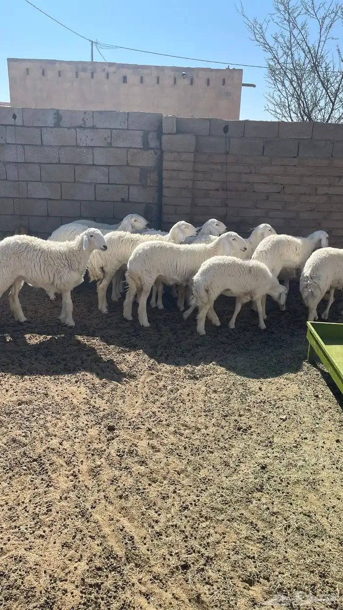 رخال للبيع 1