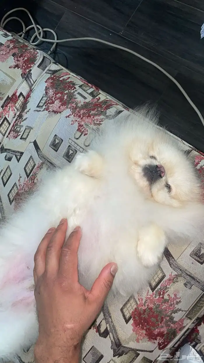 ذكر مستوا بطل بومرينيان 2