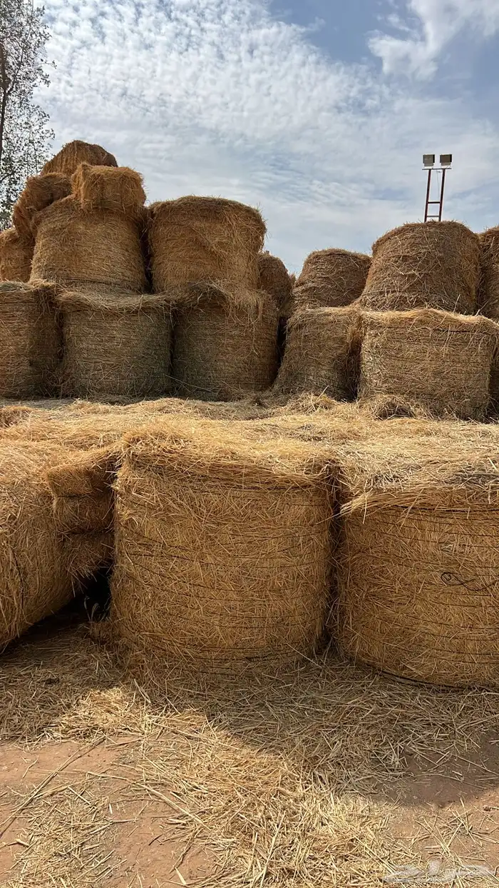 لفات رودس ناعم للبيع 0