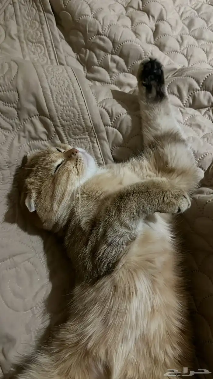 قطه سكوتش 8 شهور 2