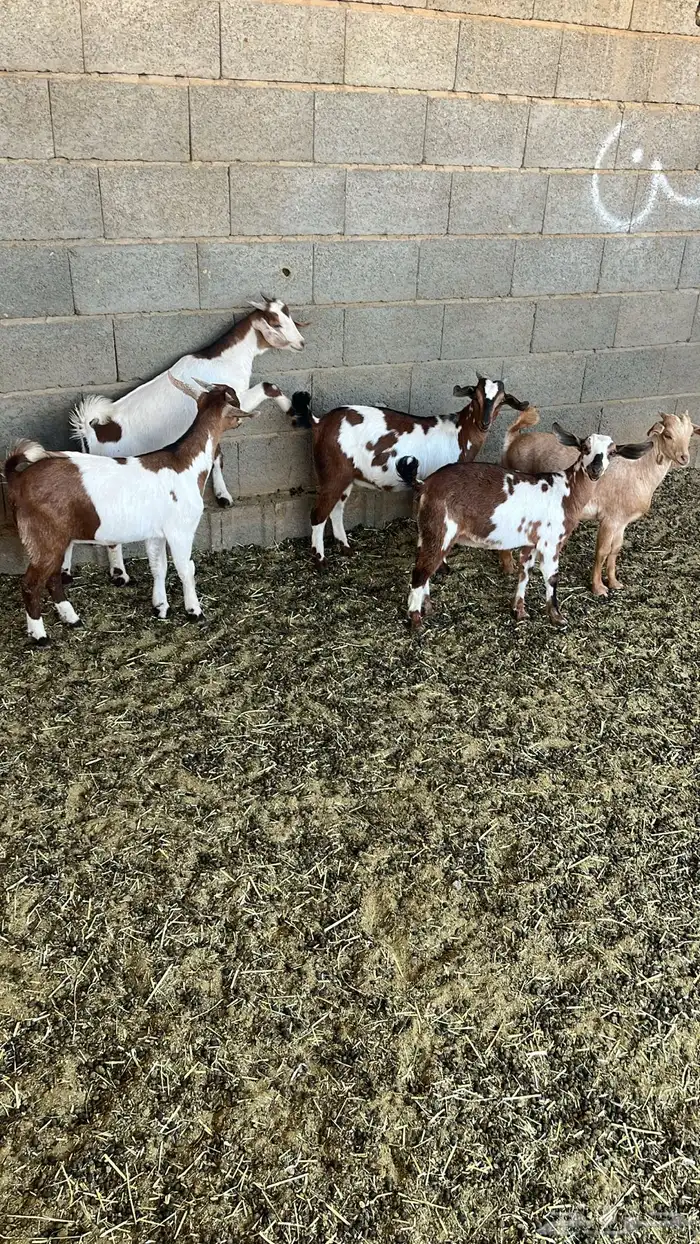 4 تيوس و عناق 1 0