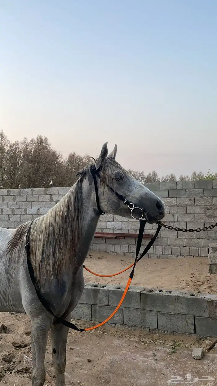 لجام خيل وبنادج 4 0