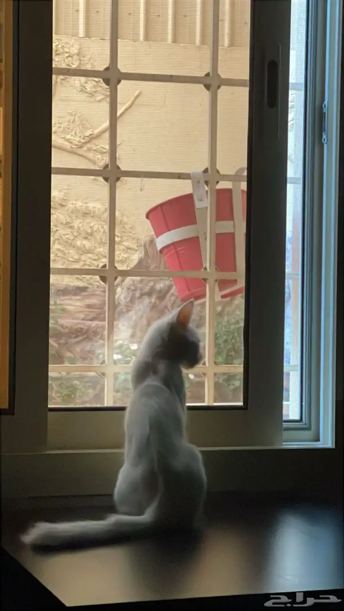 بسه صغيره تؤام ابيض تلعب وتركض نشيطه للبيع 0