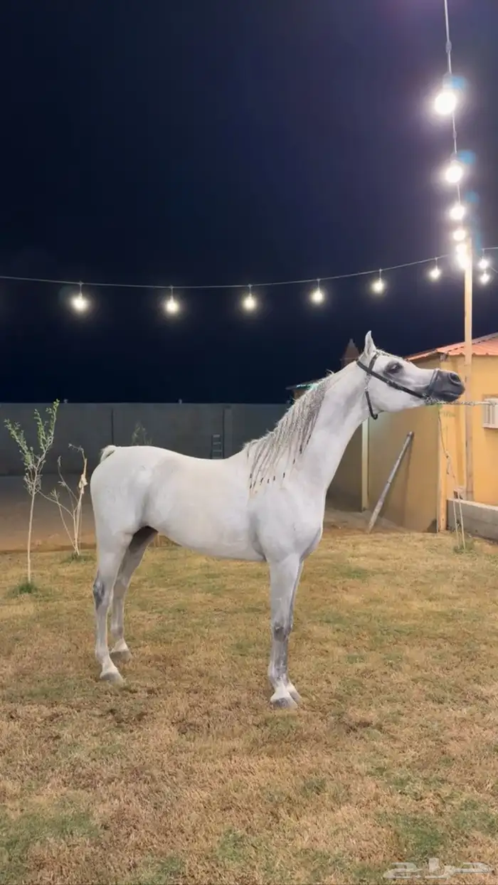 اسطبل ومربط الرحابه للايواء 4