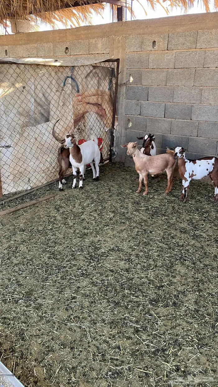 4 تيوس و عناق 1 2