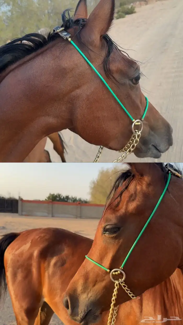 فرس شعبيه للبيع 2