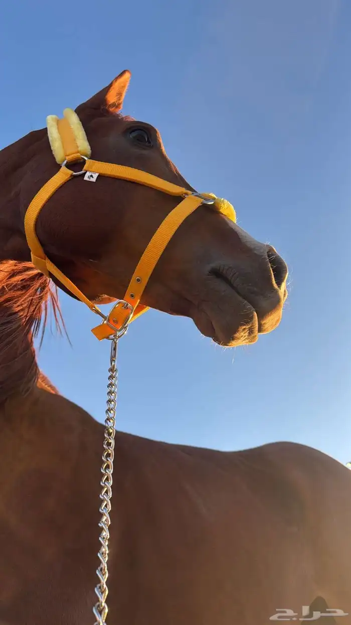 حصان انجليزي 1