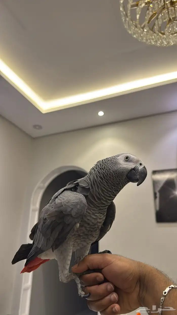 كاسكو متكلم على اليد 1