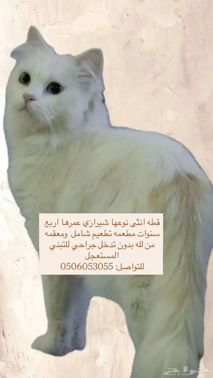 قطه للتبني 0