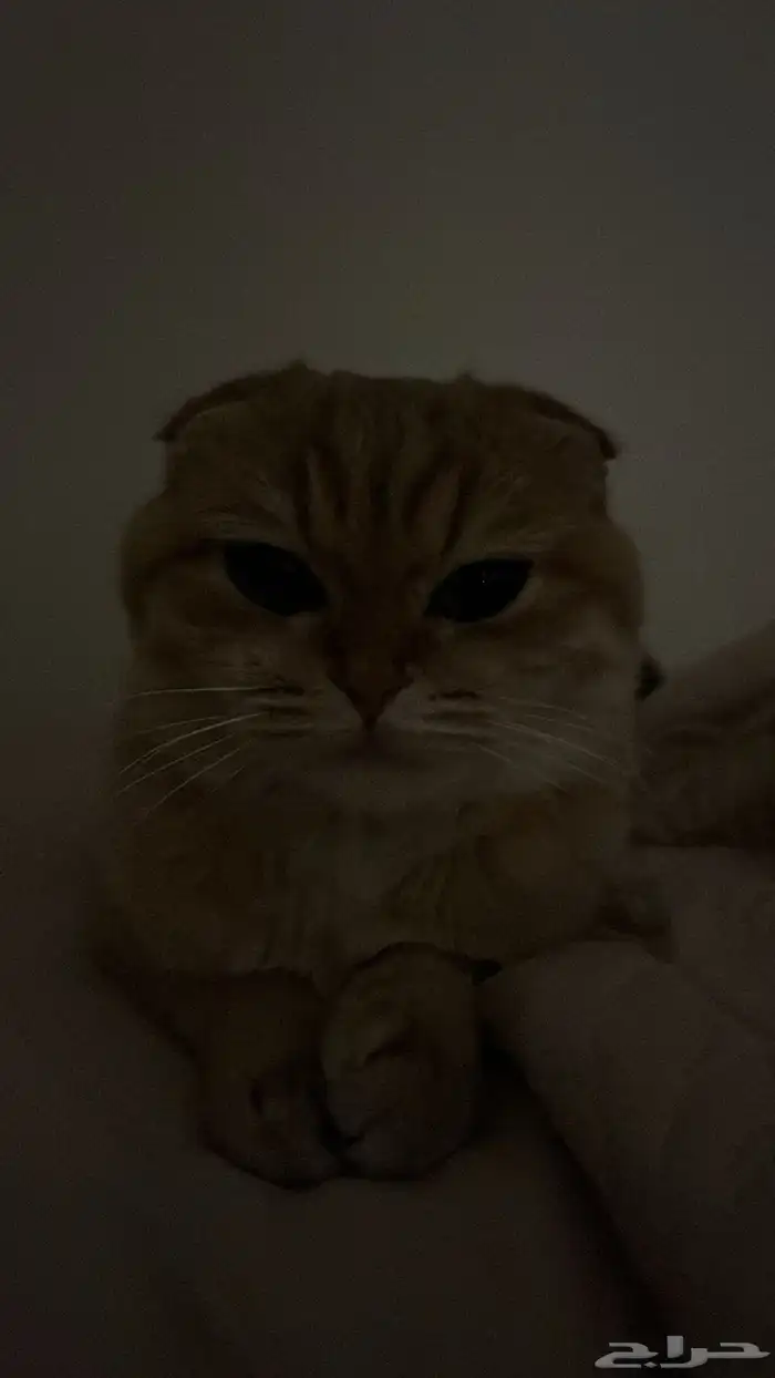 قطه سكوتش 8 شهور 3