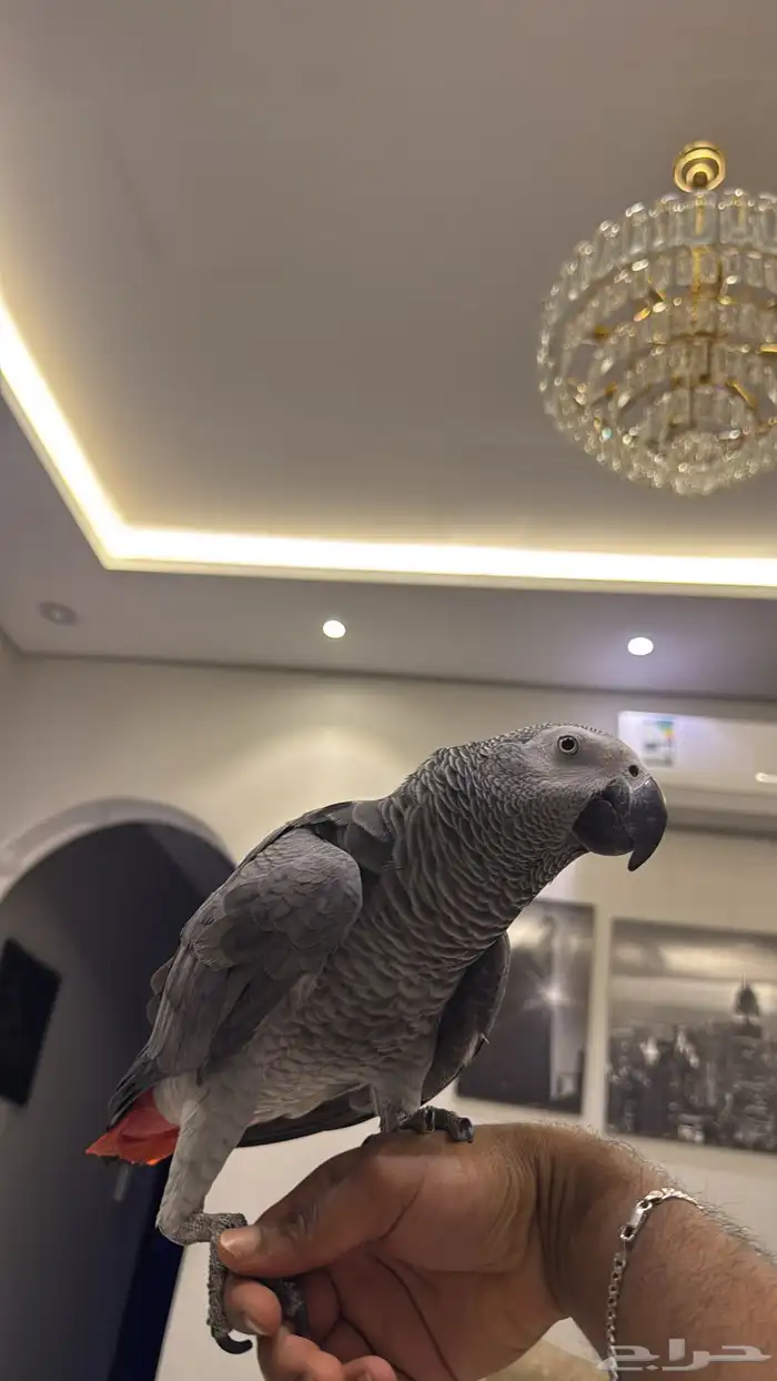 كاسكو متكلم على اليد 2