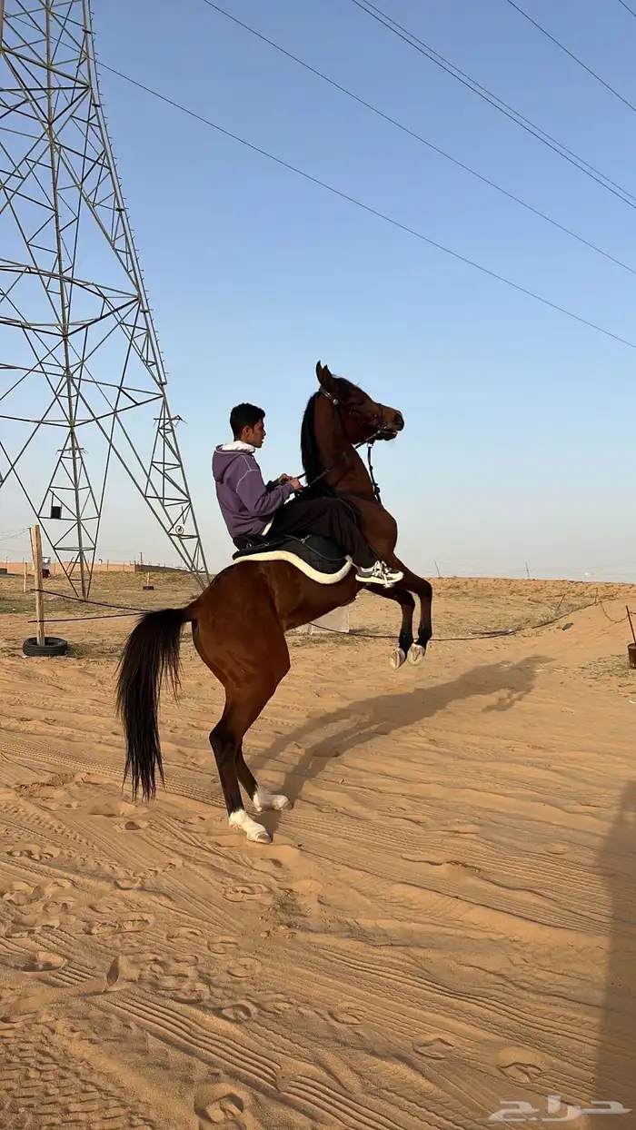 حصان واهو ل اهل الطرب 1